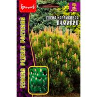 Сосна карликовая Пумилио 10 шт Сосна карликовая Пумилио 10 шт