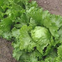 Салат Крупнокочанный 5г