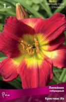 Лилейник гибридный Кристмас Из (I) 1 шт 