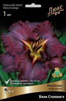 Лилейник гибридный Блэк Стокингз (I) 1 шт