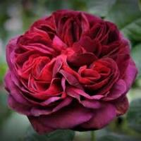 Роза чайно-гибридная Кордес Графиня Диана