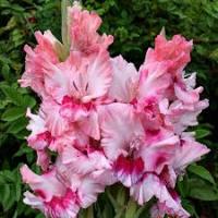 Гладиолус Адреналин (10 шт.) 14+