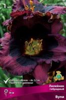 Лилейник гибридный Вупи (I) 1 шт 