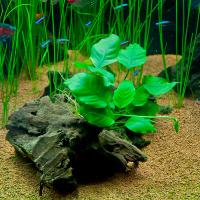 Растение в ассортименте группа 1