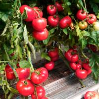 Томат Львович F1 100 шт