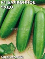 Огурец Балконное Чудо F1 0,2г  Огурец Балконное Чудо F1 0,2г