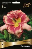 Лилейник гибридный Аутстандинг (I) 1 шт 