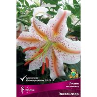 Лилия Восточная Эксельсиор 3шт