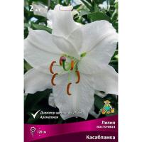 Лилия Восточная Касабланка 