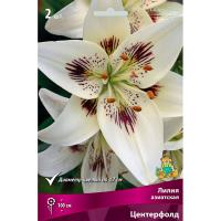 Лилия Азиатская Центерфолд 