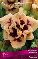 Лилейник гибридный Росвита (I) 1 шт