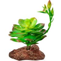 Растение Эониум Laguna 100*100*160мм/84044005/Триол