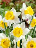 Нарцисс Трубчатый Корниш Кинг (12/14) 5шт.