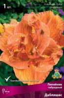 Лилейник гибридный Даблишес (I) 1 шт