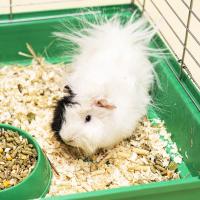 Грызуны Морская свинка