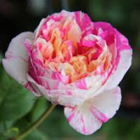 Саженцы Роза плетистая Жюли Андриё 846862