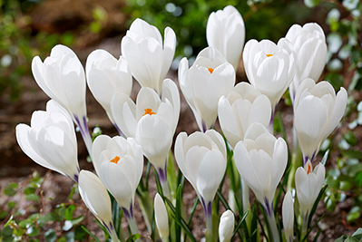 Крокус Крупноцветковый Айс Квин 10шт 7/8 Крокус Крупноцветковый Айс Квин 10шт 7/8