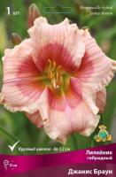 Лилейник гибридный Джанис Браун (I) 1 шт