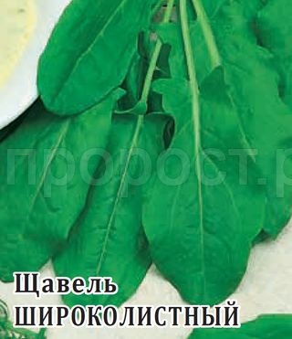 Щавель Широколистный 50 г Щавель Широколистный 50 г