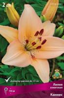 Лилия Азиатская Каннес (14/16) 2 шт