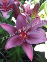 Лилия Азиатская Дарк Секрет 3 шт