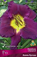 Лилейник гибридный Бэлла Лугози (I) 1 шт