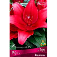Лилия ЛА-Гибрид Динамикс (14/16) 2 шт