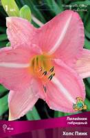 Лилейник гибридный Холс Пинк (I) 1 шт