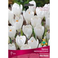 Крокус Крупноцветковый Айс Квин 10шт 7/8 Крокус Крупноцветковый Айс Квин 10шт 7/8