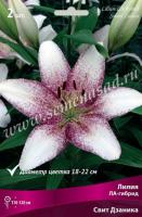 Лилия ЛА-Гибрид Свит Дзаника (12/14) 3 шт 847835