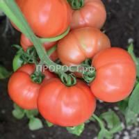 Томат Персиановский F1 100шт