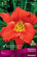 Лилейник гибридный Амадеус (I) 1 шт