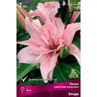 Лилия Азиатская махровая Элоди