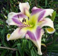 Лилейник гибридный Айд Твистер (I) 1 шт