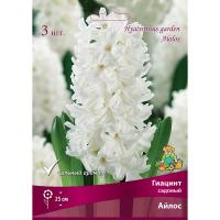 Гиацинт Садовый Айлос (15/16)  3шт,