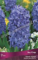 Гиацинт Садовый Блу Стар (14/15) 3шт.
