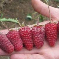 Малина Малиновая гряда