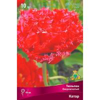 Тюльпан Бахромчатый Катар (ярко-красный со светлой бахромой 11/12) 7шт 833111