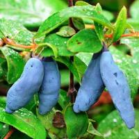 Жимолость съедобная Морена