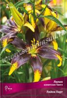 Лилия Азиатская Танго Лайон Харт (14/16) 2 шт 