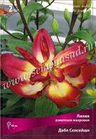 Лилия Азиатская махровая Дабл Сенсейшн