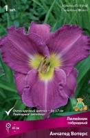 Лилейник гибридный Анчатед Вотерс (I) 1 шт