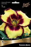 Лилейник гибридный Калико Джек (I) 1 шт