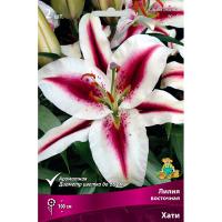 Лилия Восточная Хати (14/16) 2 шт