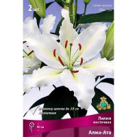 Лилия Восточная Алма-Ата 