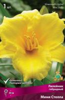 Лилейник гибридный Мини Стелла (I) 1 шт