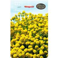 Алиссум Лимонад (многолетний, желтый) 20*0,3