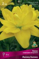 Лилия Азиатская махровая Йеллоу Беллиз 