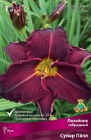 Лилейник гибридный Супер Пепл (I) 1 шт