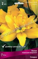 Лилия Азиатская махровая Сандью 